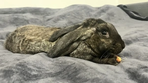 Zwei junge, handzahme Kaninchen abzugeben   nur zusammen