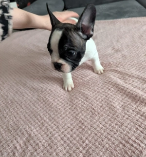 Französische Bulldogge Welpen