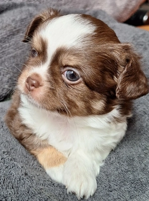 2 Chihuahuabuben suchen neues Personal!