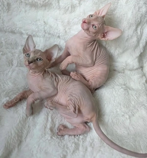 2 Sphynx-Kätzchen   jetzt bereit als Valentinstagsgeschenk     