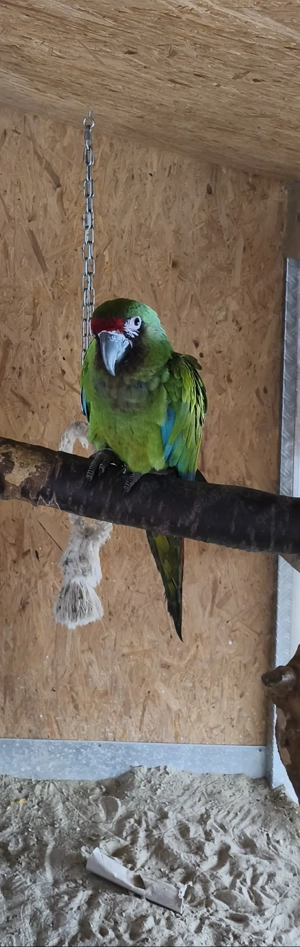 Biete Kleinen Soldaten Ara