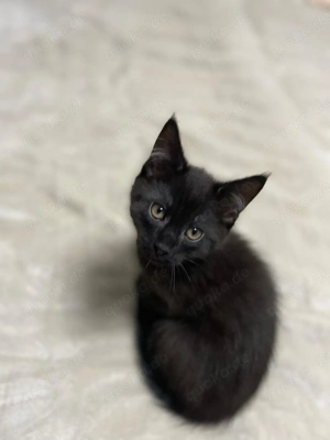 Maine Coon kitten ( junge ) sucht ein Zuhause 