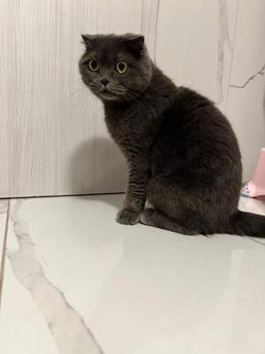 Bkh Britisch Kurzhaar Katze weiblich 
