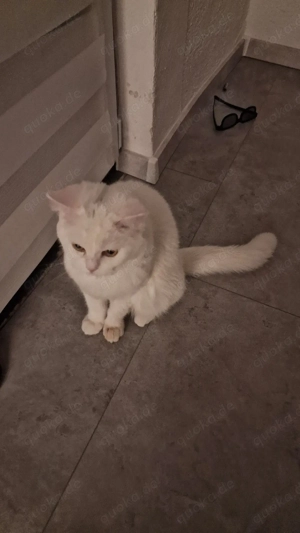 Liebevolle Perserkater