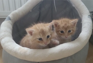 Diese kleinen Racker suchen ein neues zu Hause