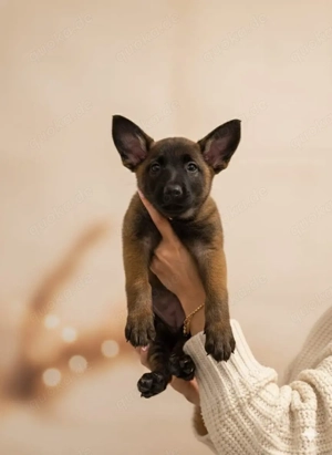 Malinois Welpen