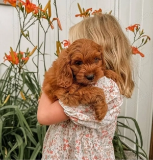 Cavapoo mini welpen Bild 4