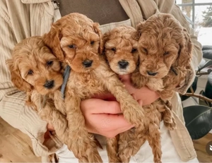 Cavapoo welpen