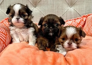 Shih tzu mini welpen