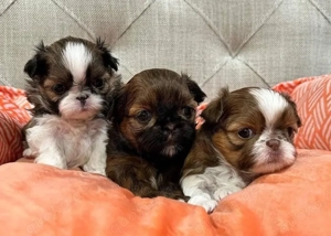 Shih tzu mini welpen