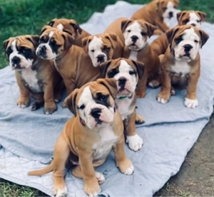 Englische Bulldogge welpen