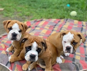 Englische Bulldogge Welpen Bild 3