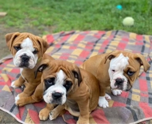 Englische Bulldogge Welpen Bild 2
