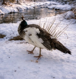 Pfauen Pärchen abzugeben Bild 2