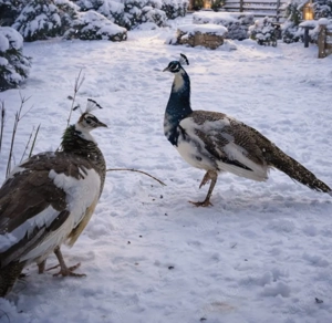 Pfauen Pärchen abzugeben