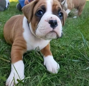 Boxer welpen Bild 2