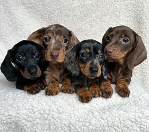 Dackel welpen