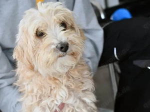 Biondina sucht ihr Zuhause (noch auf Sardinien)