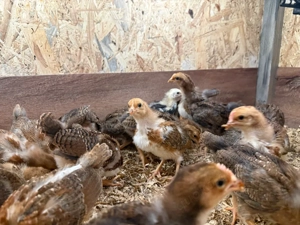 bunte Hühnerküken 15 Stück