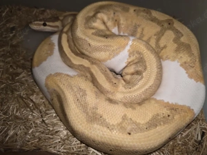 Königspython zur Abgabe 