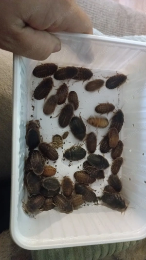 Argentinische Schaben