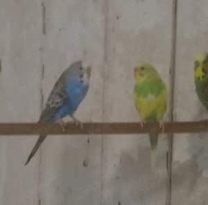 Junge Wellensittiche