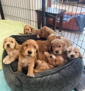 Super Cocker Spaniel welpen