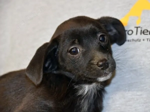 Pia sucht ihr Zuhause (noch auf Sardinien)