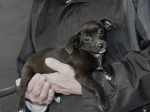 Pierina sucht ihr Zuhause (noch auf Sardinien)