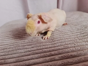 Skinny Pig Meerschweinchen Bock