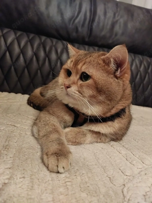 BKH Deckkater.Blutgruppe B