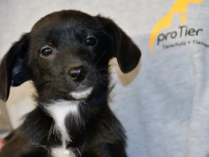 Pio sucht sein Zuhause (noch auf Sardinien)