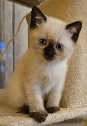 Verspielte Samtpfoten suchen ein liebevolles neues Zuhause 