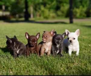 Chihuahua mini welpen