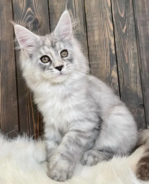 Maine Coon Katzen   nur in liebevolle Hände abzugeben