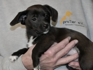 Pius sucht sein Zuhause (noch auf Sardinien)