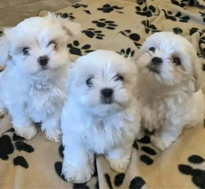 malteser mini welpen