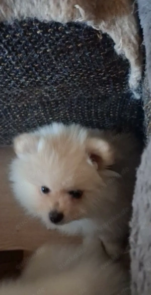 3 Pomeranian Welpen zu verkaufen Bild 4
