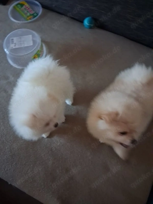 3 Pomeranian Welpen zu verkaufen Bild 2