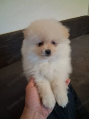 3 Pomeranian Welpen zu verkaufen Bild 6