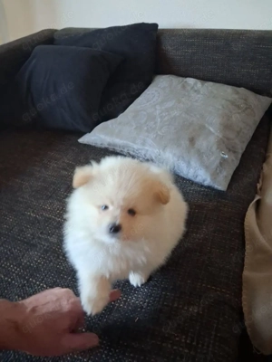 3 Pomeranian Welpen zu verkaufen Bild 5