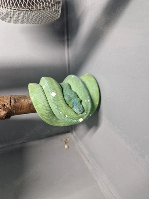  1.0 Morelia Viridis Sorong 