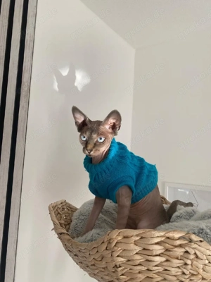 Canadian Sphynx   Katze Eisaugen