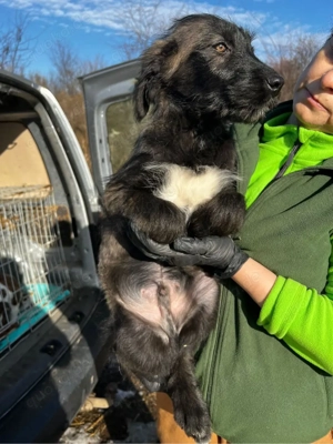 Pflegestellen dringend gesucht