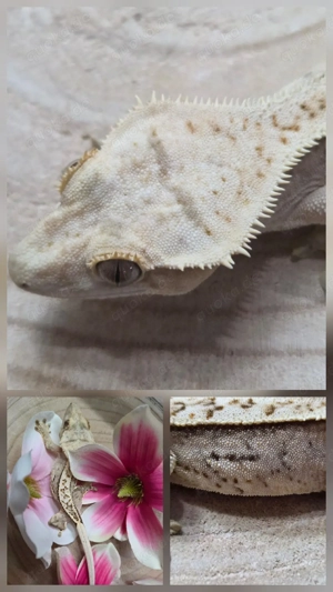 0.1 Yellow Harleqiun Kronengecko 