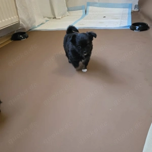 Langhaar Chiahuahua Welpen