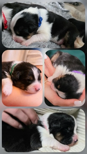 Australian Shepherd Welpen