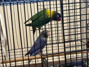 Zum Verkauf: Unzertrennliche (Agapornis)   