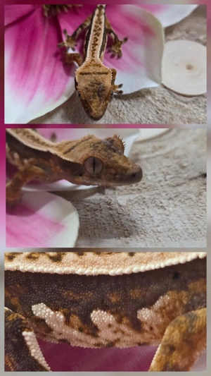 0.0.1 Tricolor Pinstripe Kronengecko 