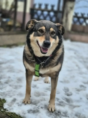 Toffee   ein Herz auf vier Pfoten sucht ihr Zuhause   